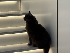 -贝康宠物医院·犬猫全科·小动物特色诊疗中心(东环路店)