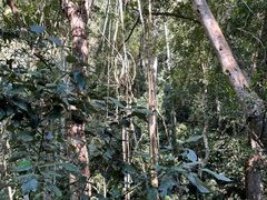 -西双版纳原始森林公园