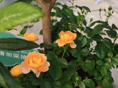 -Beans Solo豆号咖啡(百家湖花园店)