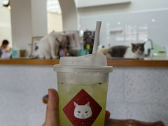 -有猫主题·治愈系猫咖(曾厝垵店)