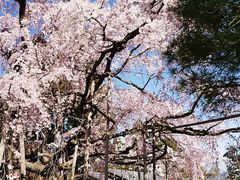 -醍醐寺