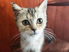 -楼上猫咖(罗湖店)