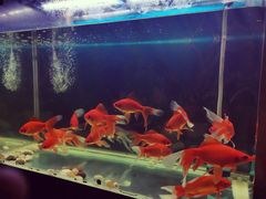 -怡莱酒店(青州宋城古城景区店)