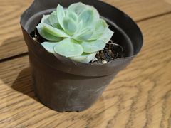 -Peet's Coffee皮爷咖啡(德基店)