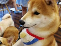 -豆柴町-柴犬主题狗咖(红鼎国际C座店)