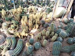 -深圳仙湖植物园