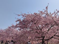 -上海辰山植物园