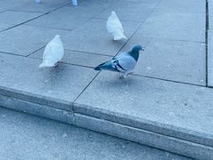 -龙口南山旅游景区