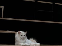 -瞄一喵猫咖(格力海岸店)