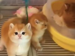 -猫十亿·布偶金渐层·曼基康矮脚猫舍(青年路店)