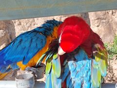 -西霞口神雕山野生动物世界