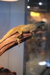 -Zoolung Zoolung动物主题公园(海信广场店)