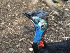 -费瑟代尔野生动物园