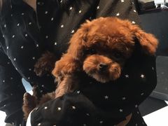 -Oh My Dog宠物沙龙(伊珊娜皮毛护理店)