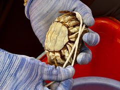 -阳澄湖大闸蟹·琼灵阁牌品牌连锁(吴中总店)