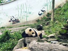 -中国大熊猫保护研究中心雅安碧峰峡基地