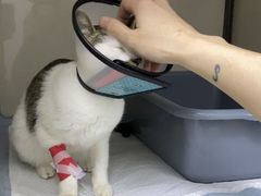 -福州肆爪动物医院