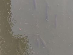 -重庆彩云湖湿地公园