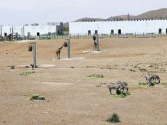 -新疆天山野生动物园