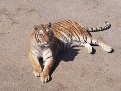 -大连森林动物园