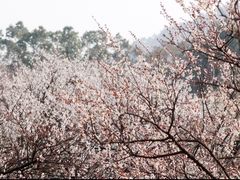 -香雪海