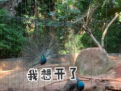 -海南热带野生动植物园