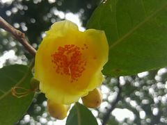-金花茶公园