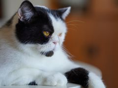 -猫咖时代(中山亭店)