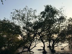 -宝安西湾红树林湿地公园