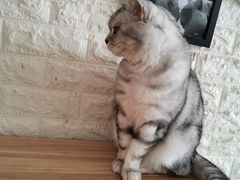 -平行世界·猫咖(首经贸店)