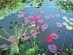 -国家植物园南园