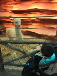 -酷嗒动物文化乐园(cutezoo西溪乐天城店)