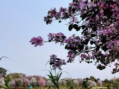 -海珠湖公园