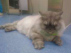 -佑安动物医院·全科·内窥镜中心(幸福巷店)