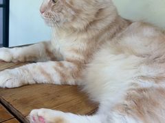 -猫小院猫主题餐厅(南锣旗舰店)