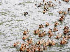 -野鸭湖国家湿地公园