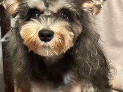 -乖乖宠物医院·猫科·骨科·24小时(云岗分院)