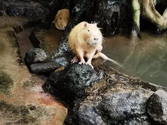 -海南热带野生动植物园