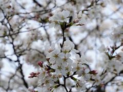 -武汉大学-樱园