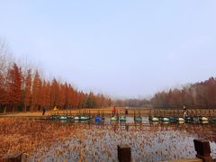 -溱湖国家湿地公园