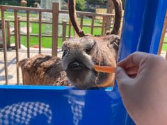 -北京鹿世界主题园