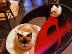 -猫色咖啡·猫咖