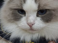 -滚猫咖啡·猫咖·猫友好撸猫(未来城店)