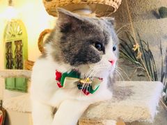 -共舞时光猫咖·狗咖(新街口店)