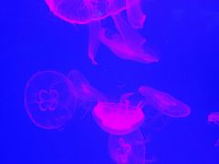 -多彩贵州城极地海洋世界