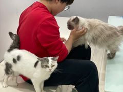 -喵的天空名猫咖啡馆·撸猫·猫舍·用品