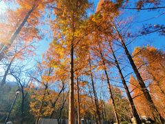 -白水寺森林公园
