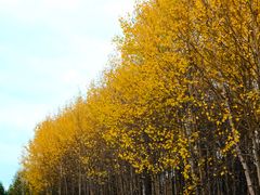 -塞罕坝国家级自然保护区