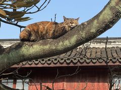 -龙华寺