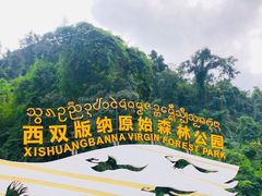 -西双版纳原始森林公园
